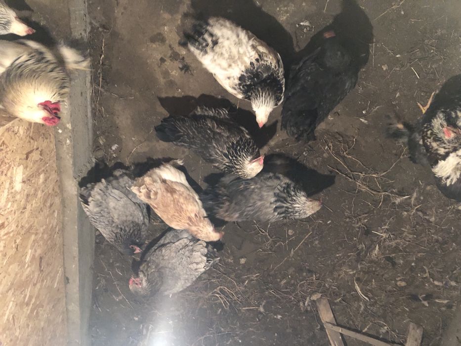 Продам куриц и петухов