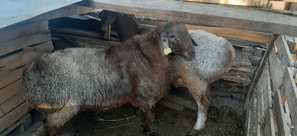 Семыз токты кошкар