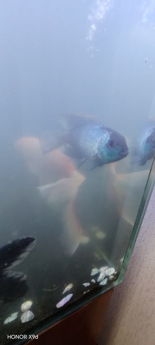 Karp koi 2 ta. 2ta siamskiy akula