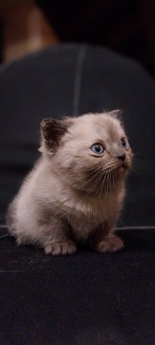 Котенок в добрые руки