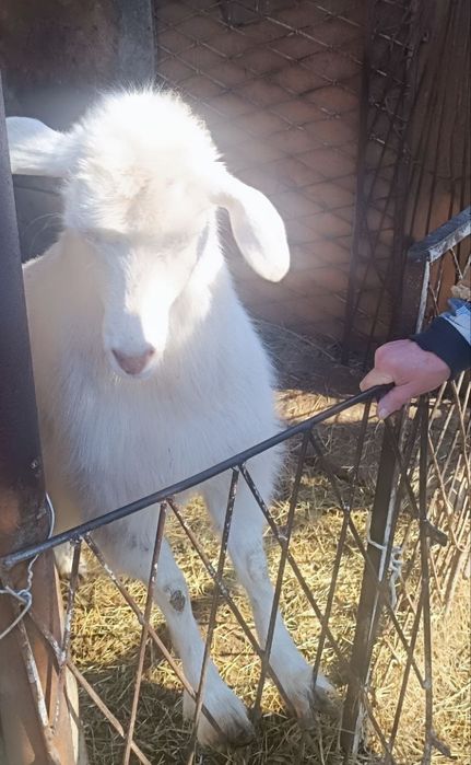 Эчки сотилади, жудаям юввош,
иштахаси аьло,