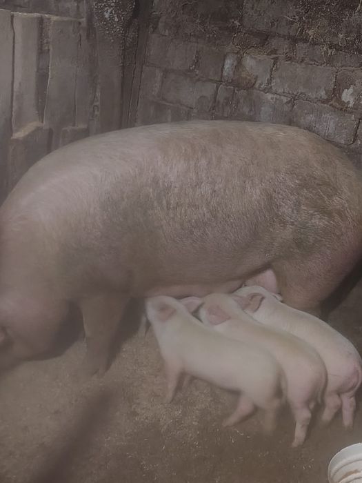 Продам месячных поросят.