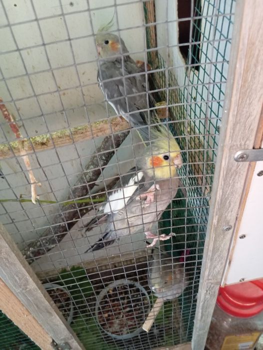 Попугай Кралла. Молодняк