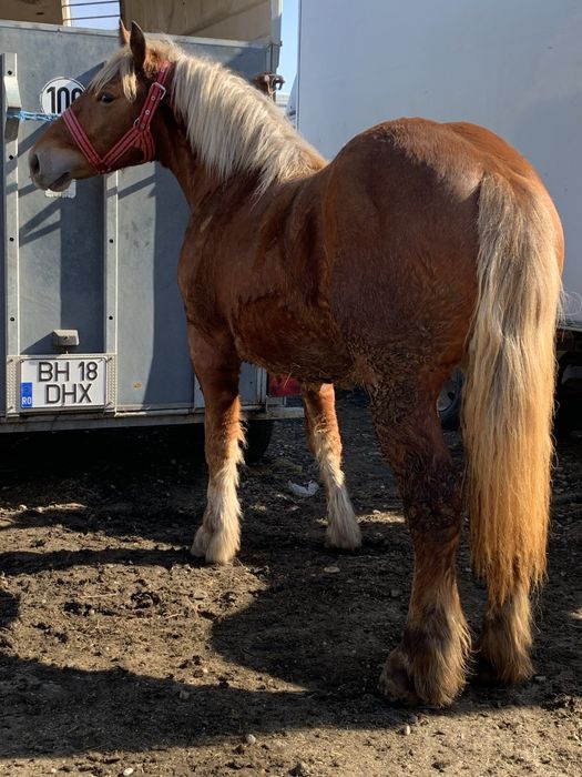 Vand manz …………….