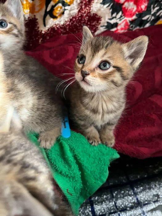 Parodniy sqotsh fold