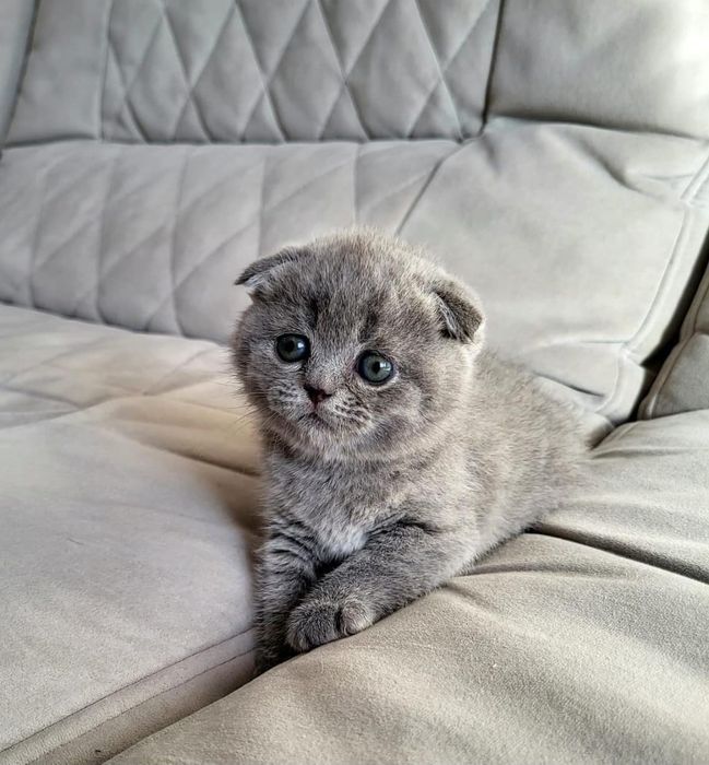 Забавные шотландские фолды