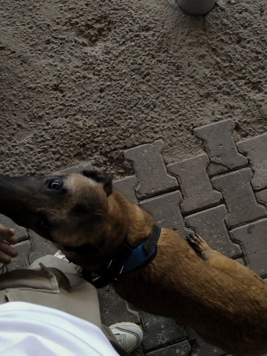 Услуги дрессировщика