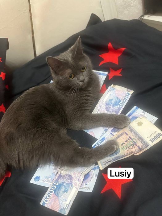 Луси ишеть себя мужа срочна