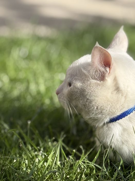 Turk angora srochni sotladi