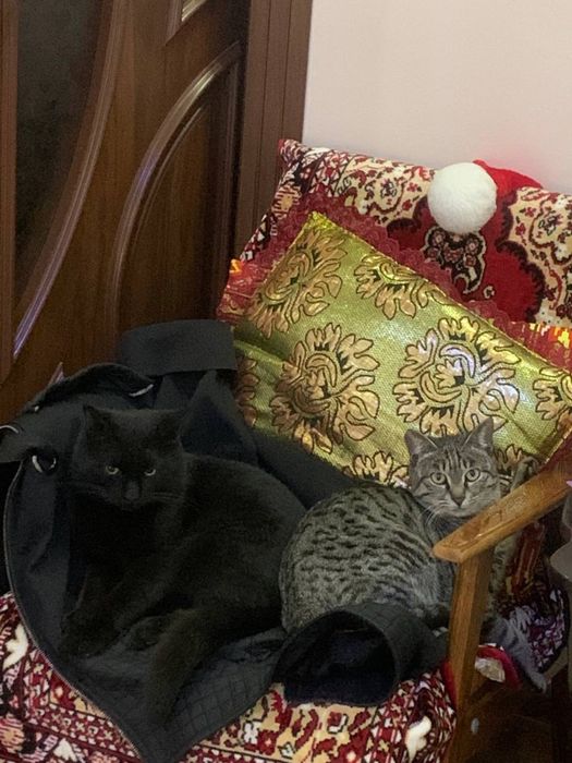 Отдам в хорошие руки!!!