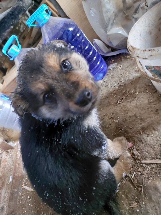 Срочно отдам шенка мальчик