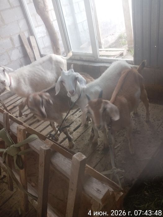 Сауынды ешкілер сатылады