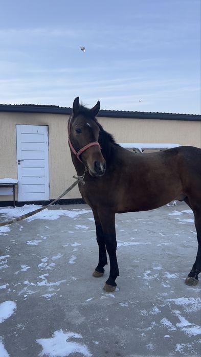 Продам лошадь срочно