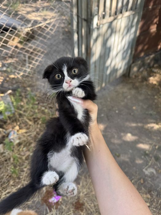 Отдам котят в добрые руки