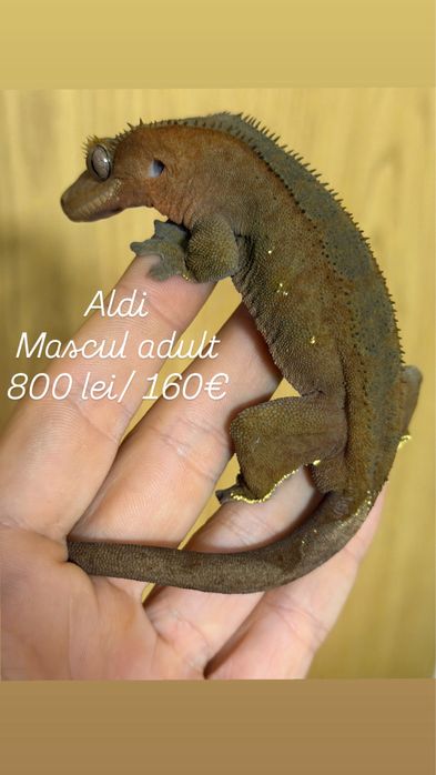 Crested gecko/ soparla/gecko cu creasta/reptila