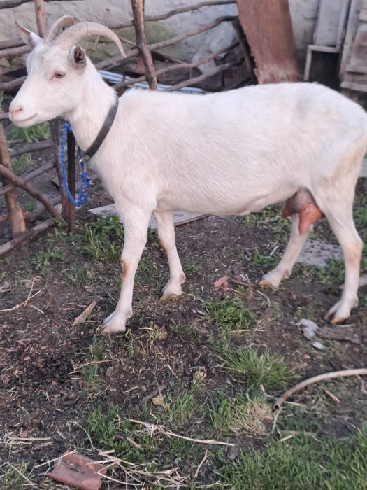 Vind două capre una alpină franceză și una sannen sunt la adoua fătare 3.5l la zi una
