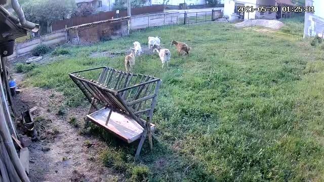 Vând capre 10 bucăți plus 5 baloti lucerna