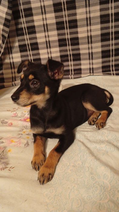 Отдам в добрые руки