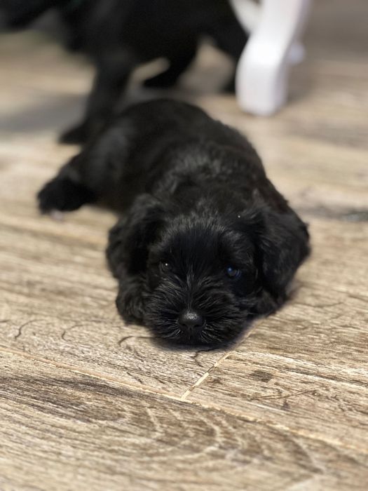 Малки цвергшнауцери търсят своя дом