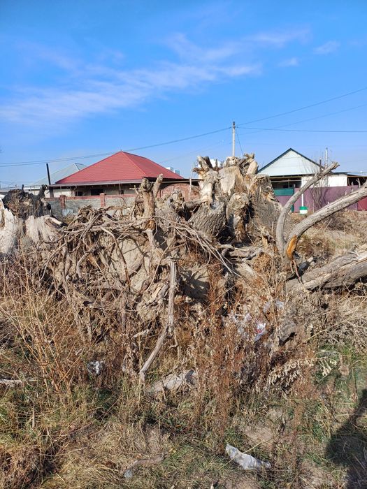 Карагач большие пеньки