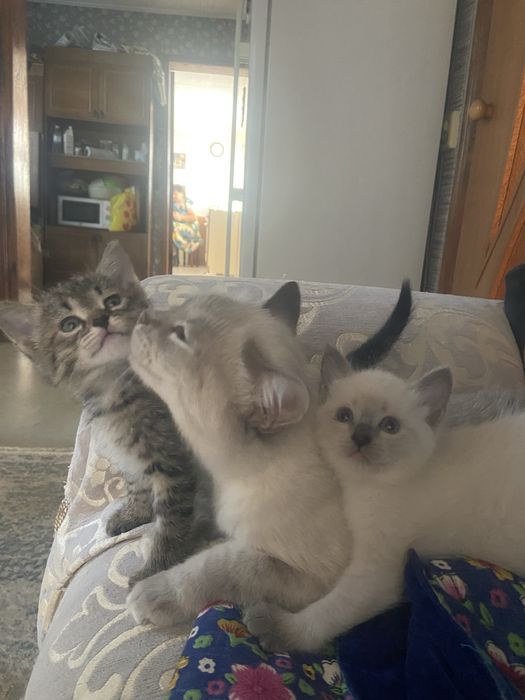 Отдам котят в хорошие руки