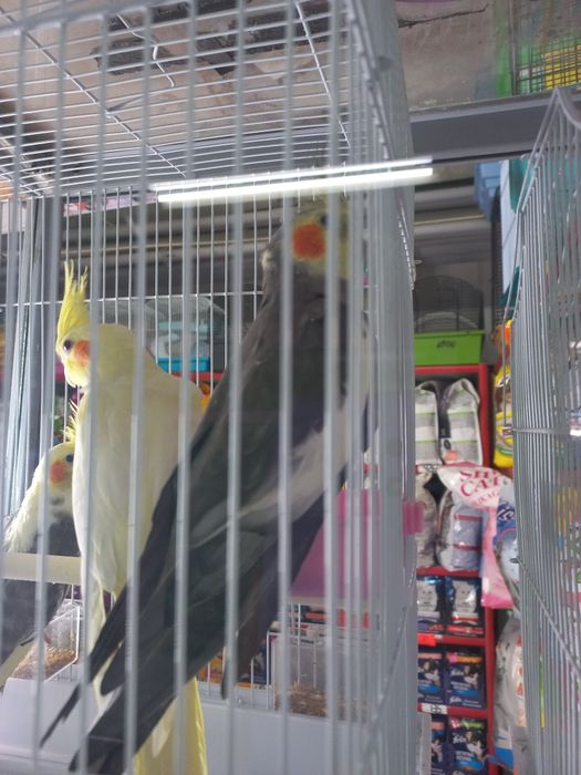 Продаются кореллы нимфы