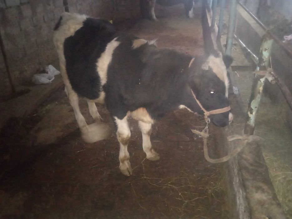 Qora ola buqacha sotiladi