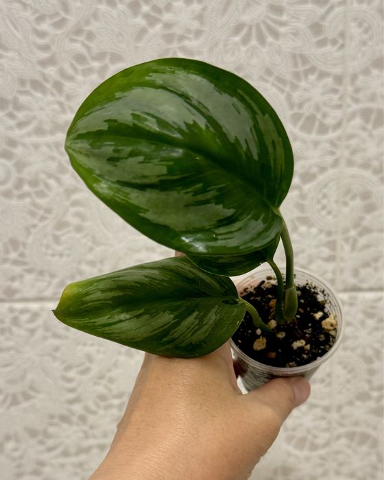 Сциндапсус Суматра! Эпипремнум! Комнатные цветы!