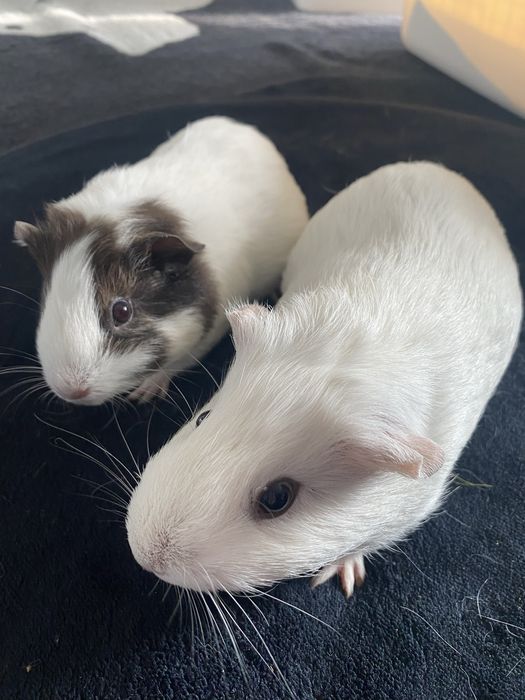 Две морски свинчета