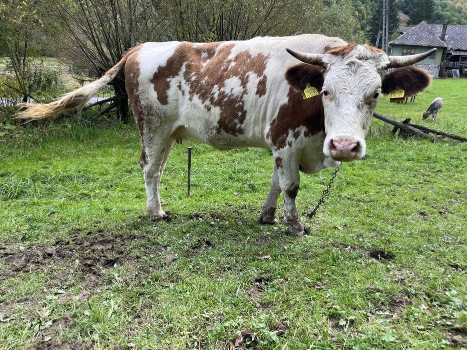 Vaca ( juninca gestanta )