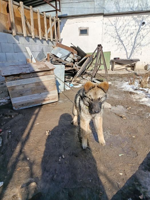 Отдам щенка в хорошие руки