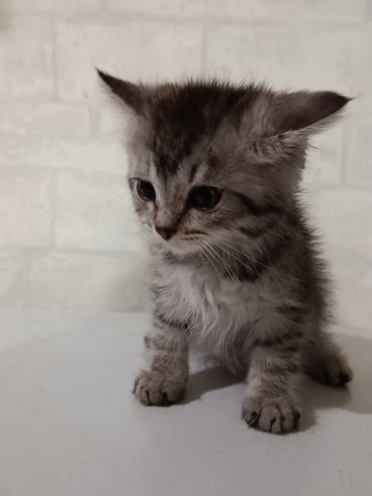 Продам британских котят