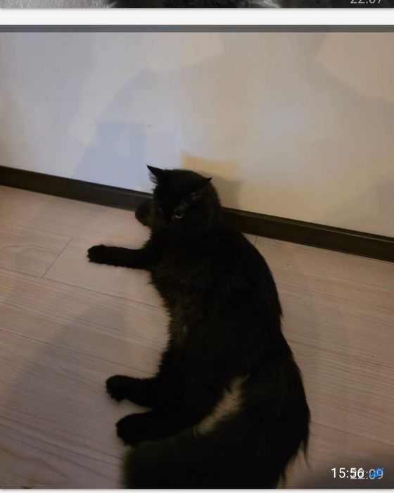 Котик отдаётся в ответственные руки