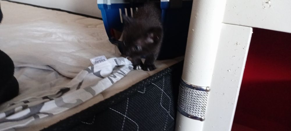 Месячный мини котенок мальчик