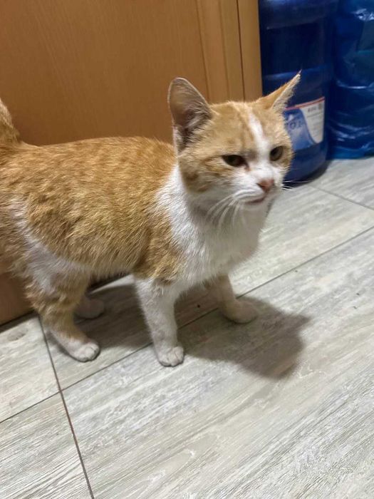 Отдам котенка бесплатно