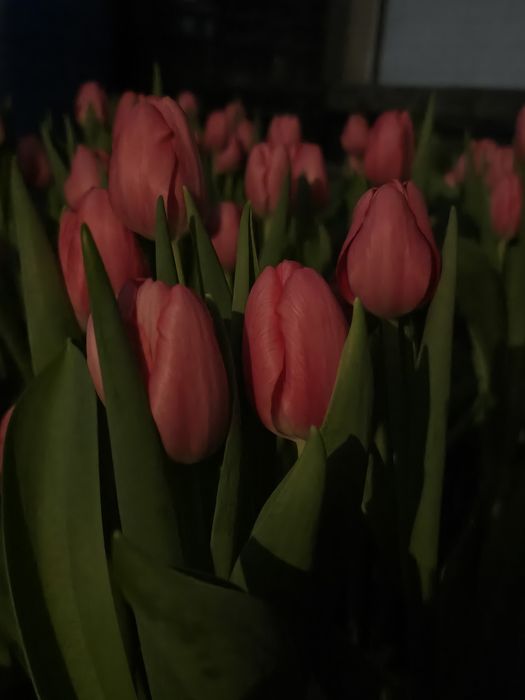 Продаю тюльпаны оптом и в розницу.