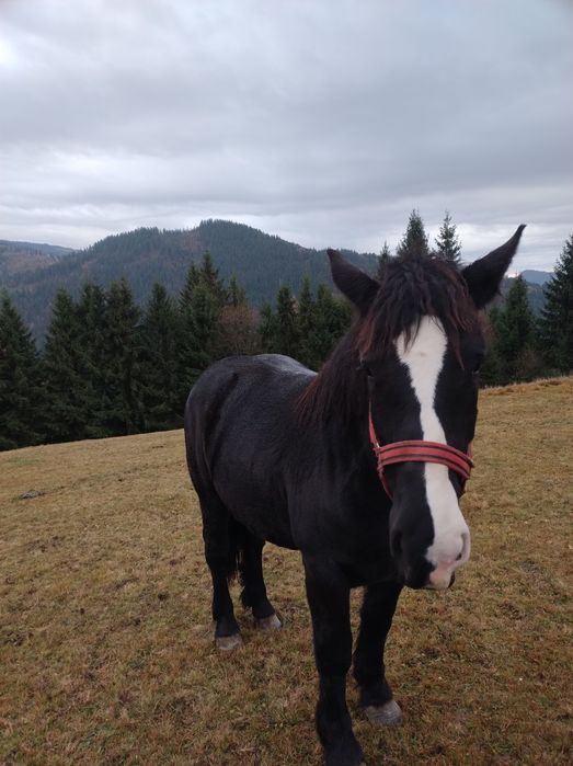 Vând mânză neagră