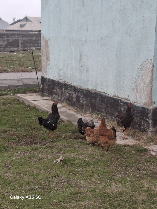 ҚОРАЗ келісім бар