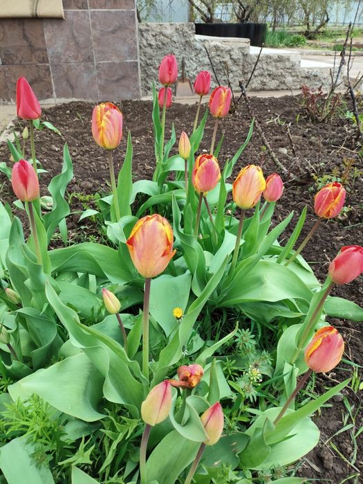 Тюльпаны на срезку в собственном саду