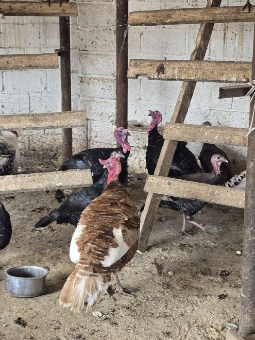 Индюк тер сатылады