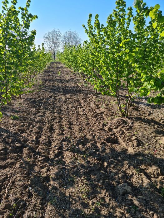Alune de Padure Bio- Tonda Gentile Delle Langhe / Romana