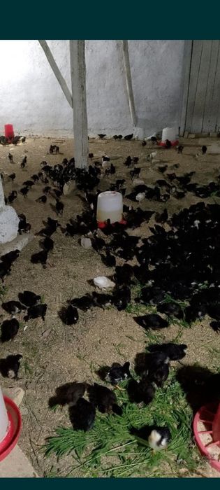 Андижон Кора товук жужалари ва тухумлари сотилади