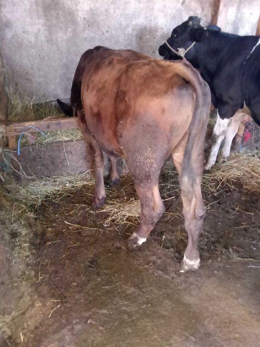 Vând doi viței și o vitea