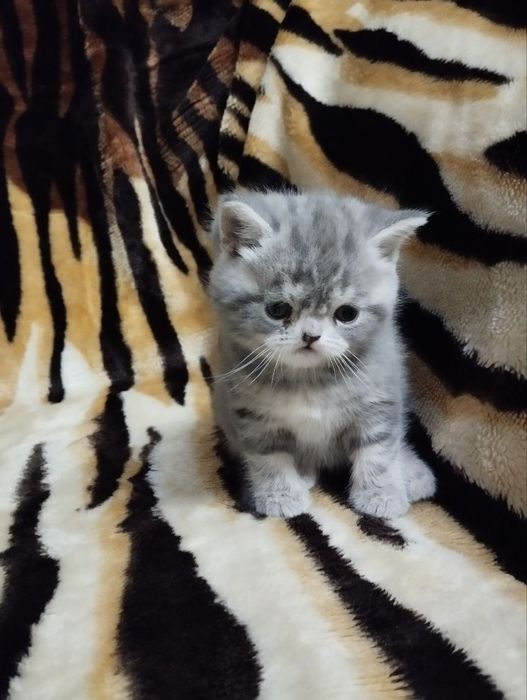 Продаёться Котёнок