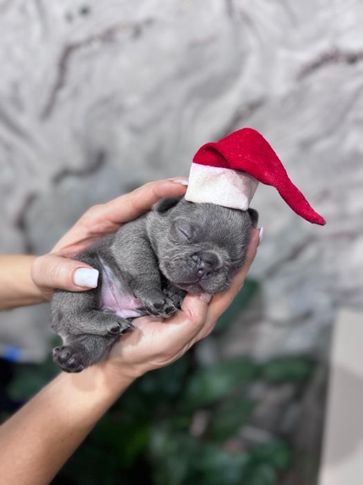 Сдобные булочки из франции