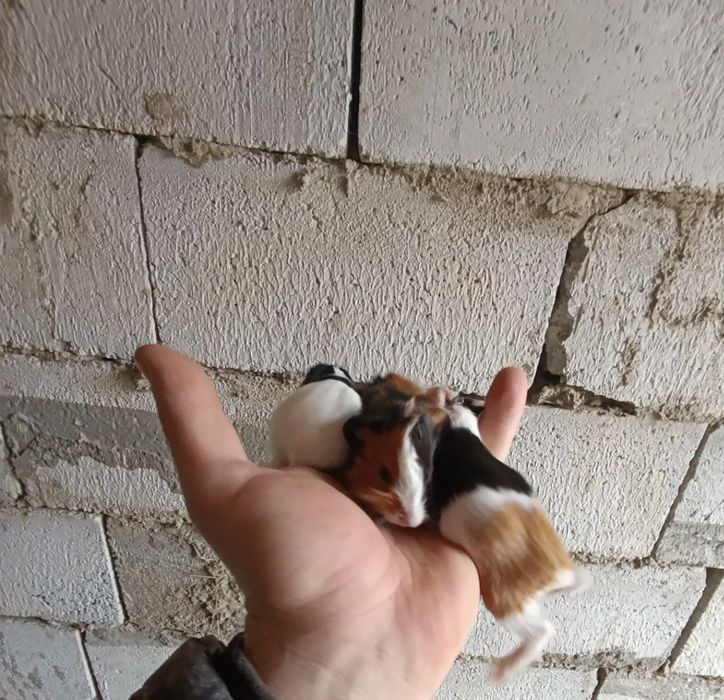 Продаются морские свинки