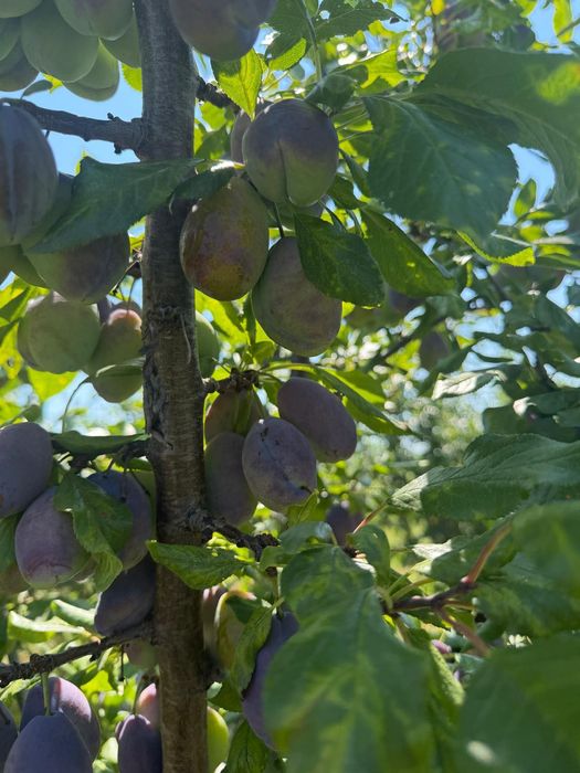 Prune Bio Prospete de vanzare| Dambovita| Livada proprie|Dulci