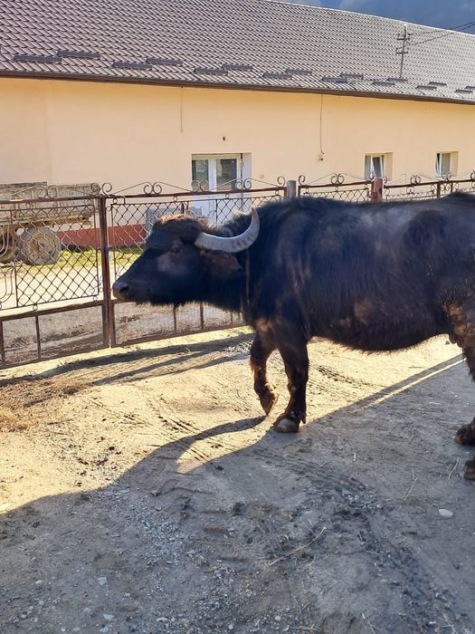 Se vinde Bivolita gestanta.