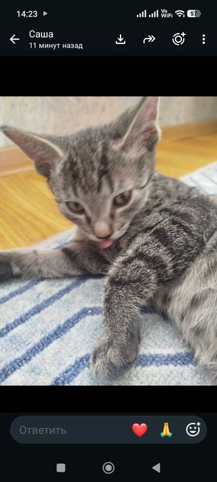 Котята в заботливые руки