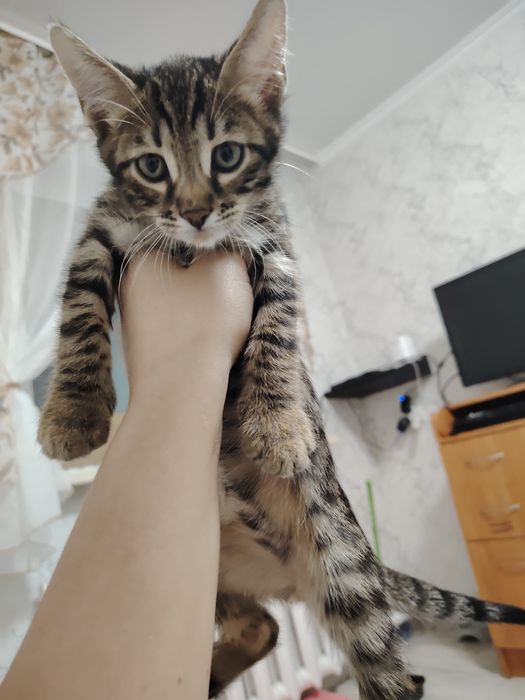 Бенгальские малыши